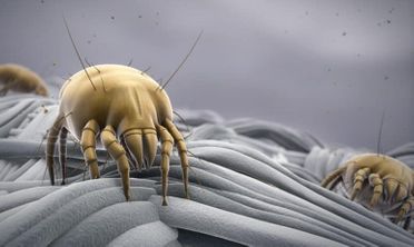 Dust mites &#8211; an insidious allergen that can be beaten