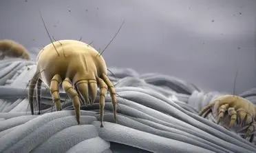 Dust mites &#8211; an insidious allergen that can be beaten