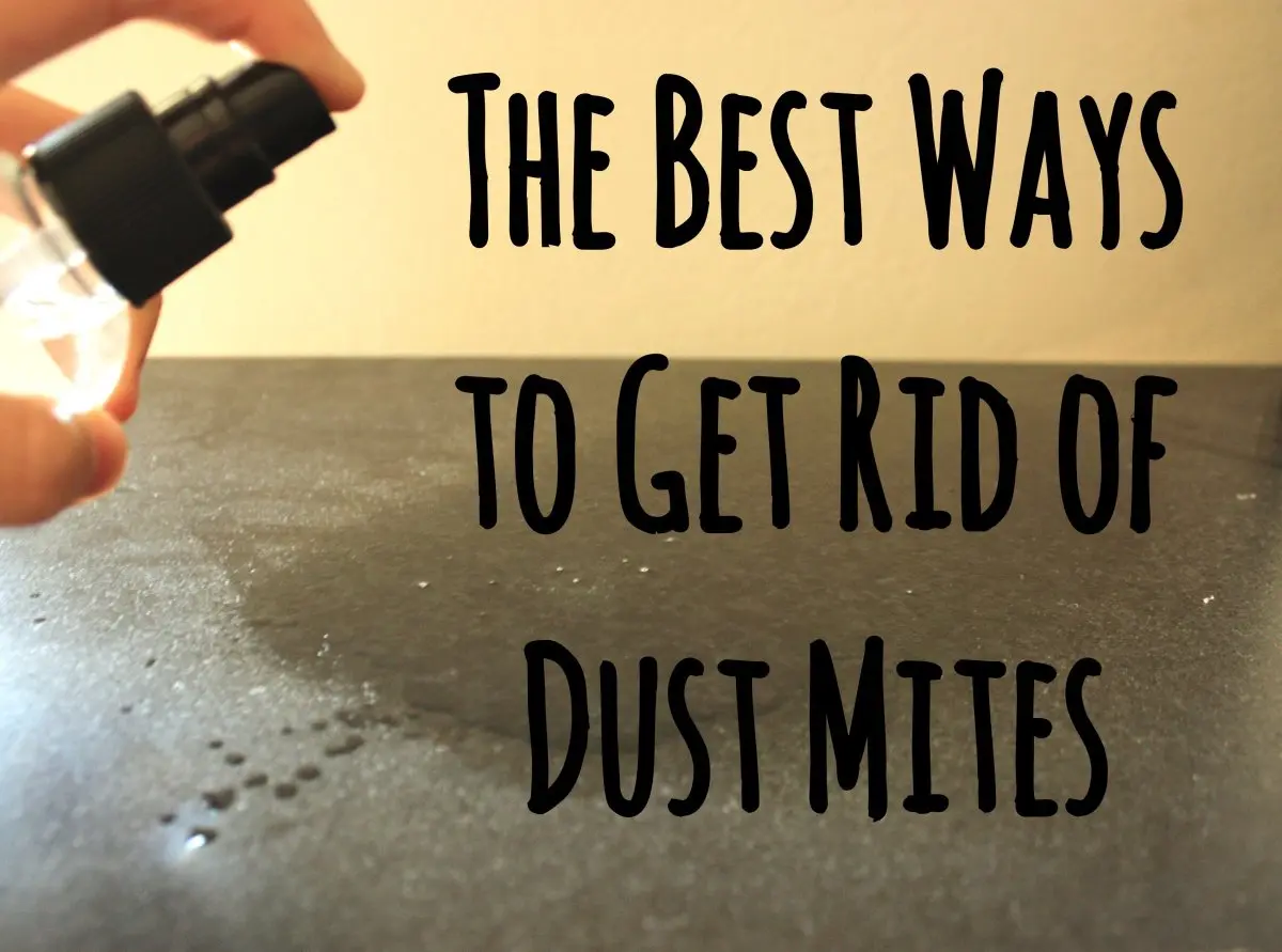 Dust mites &#8211; where are most of them and how can I get rid of them? Ways to prevent dust mites