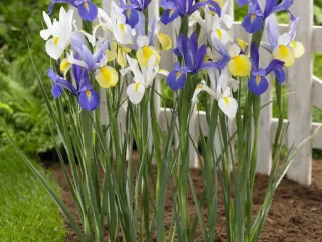 Dutch bulbous iris: planting and care, photos, reviews