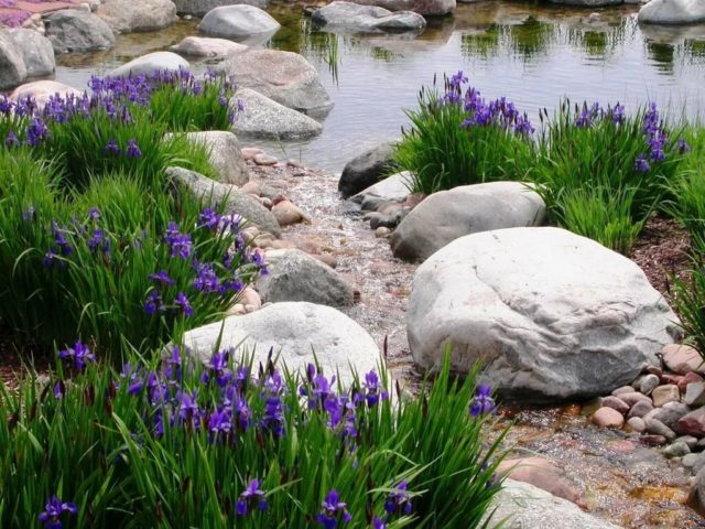 Dutch bulbous iris: planting and care, photos, reviews