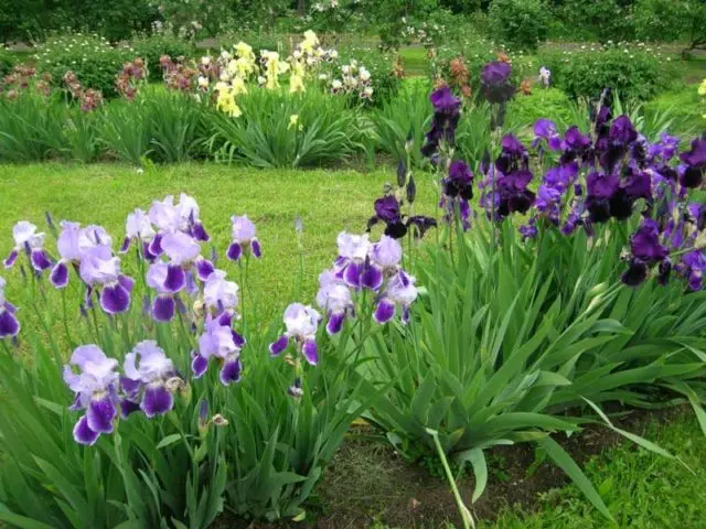 Dutch bulbous iris: planting and care, photos, reviews