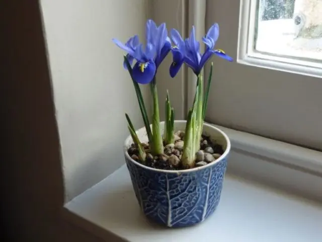 Dutch bulbous iris: planting and care, photos, reviews