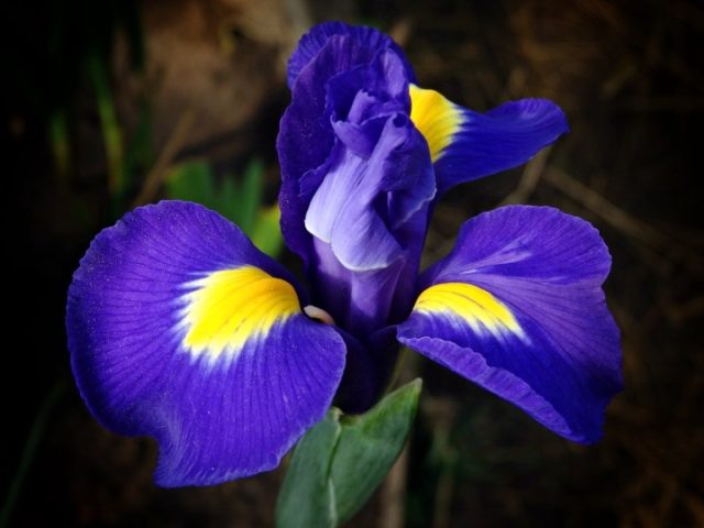 Dutch bulbous iris: planting and care, photos, reviews