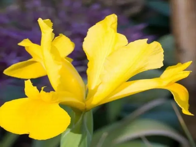 Dutch bulbous iris: planting and care, photos, reviews