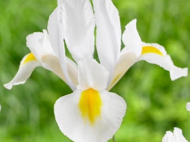 Dutch bulbous iris: planting and care, photos, reviews