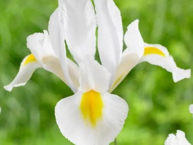 Dutch bulbous iris: planting and care, photos, reviews