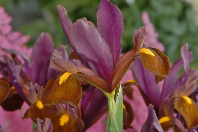 Dutch bulbous iris: planting and care, photos, reviews