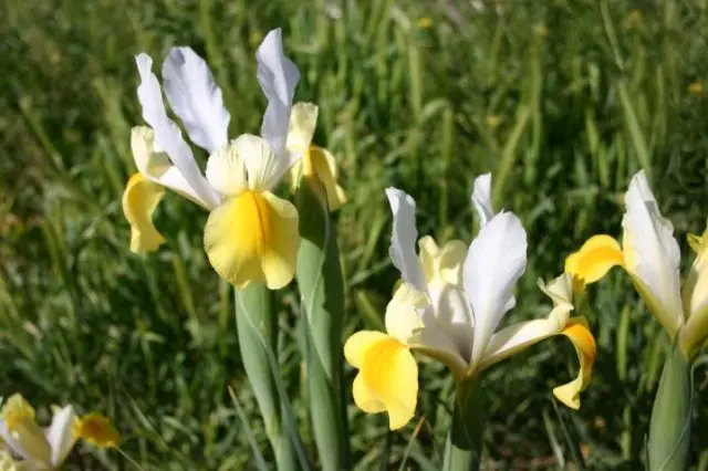 Dutch bulbous iris: planting and care, photos, reviews