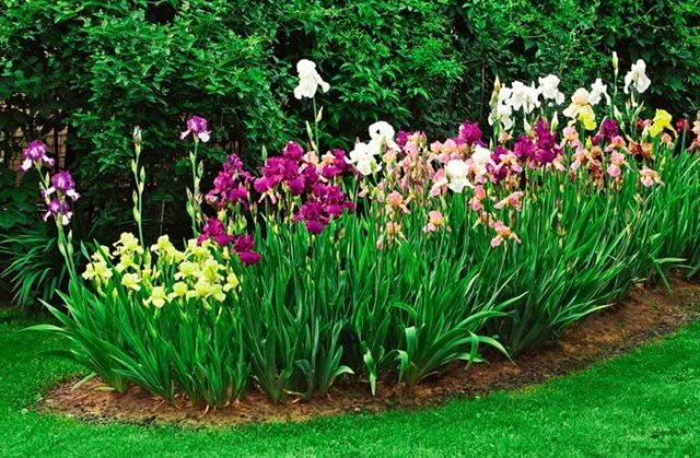 Dutch bulbous iris: planting and care, photos, reviews