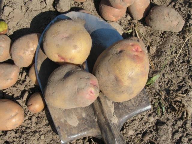 Dutch potato varieties