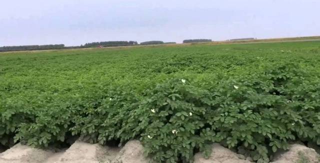 Dutch potato varieties