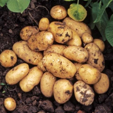 Dutch potato varieties