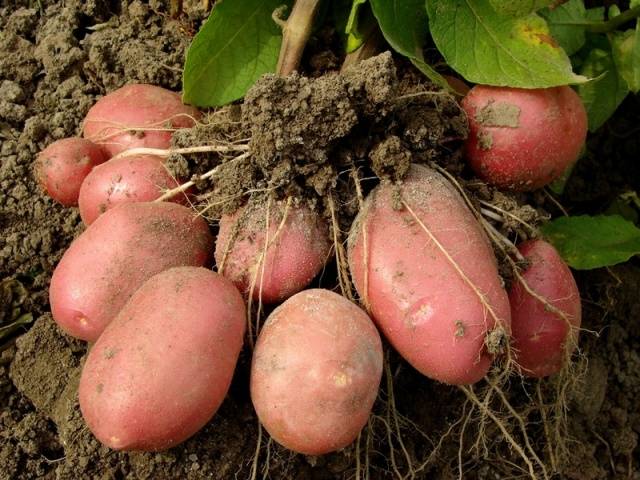 Dutch potato varieties