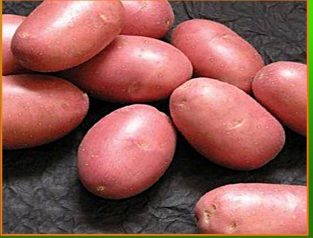 Dutch potato varieties