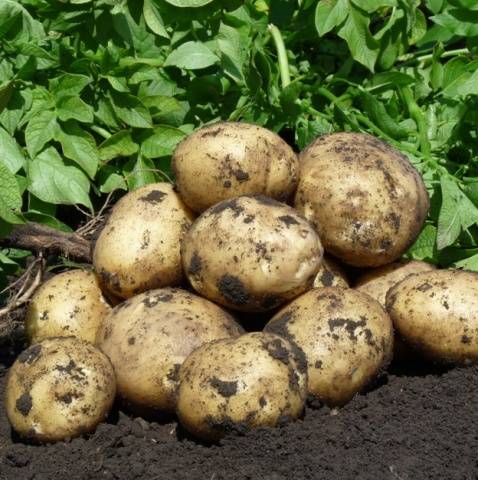 Dutch potato varieties