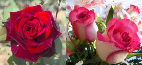 Dutch roses: the secrets of growing the best varieties