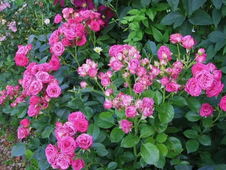 Dutch roses: the secrets of growing the best varieties