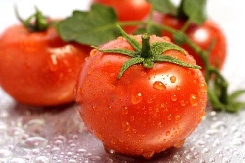 Dutch selection tomatoes: the best varieties