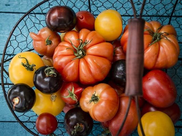 Dutch selection tomatoes: the best varieties