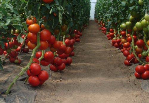 Dutch selection tomatoes: the best varieties