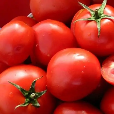 Dutch selection tomatoes: the best varieties