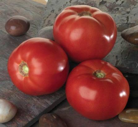 Dutch selection tomatoes: the best varieties