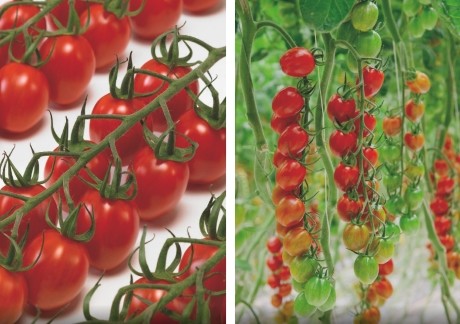 Dutch selection tomatoes: the best varieties