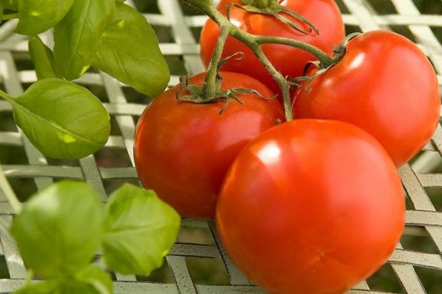 Dutch varieties of tomatoes for greenhouses