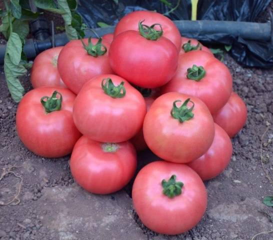 Dutch varieties of tomatoes for greenhouses