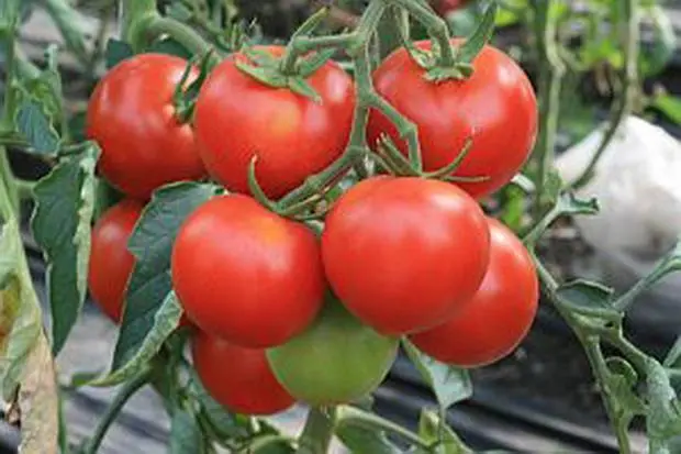 Dutch varieties of tomatoes for greenhouses