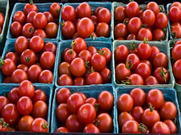 Dutch varieties of tomatoes for greenhouses