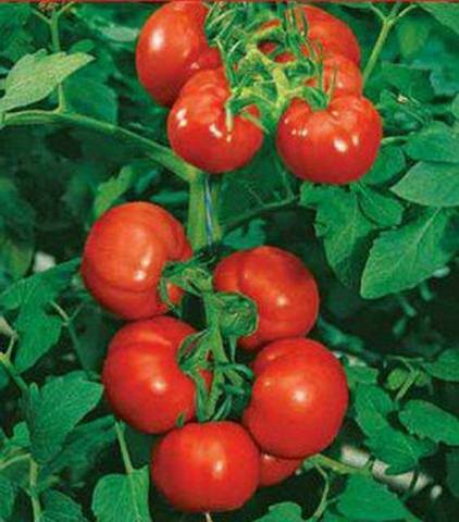 Dutch varieties of tomatoes for greenhouses