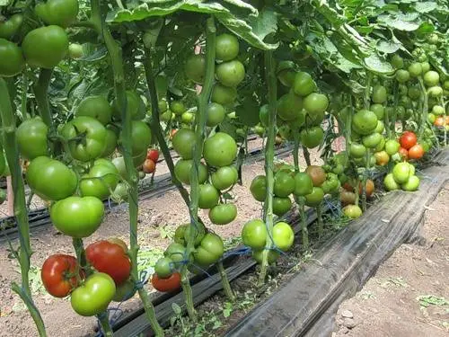 Dutch varieties of tomatoes for greenhouses