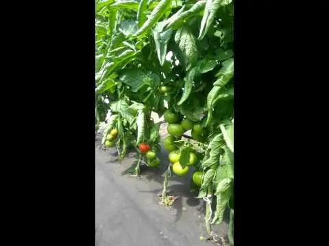 Dutch varieties of tomatoes for greenhouses