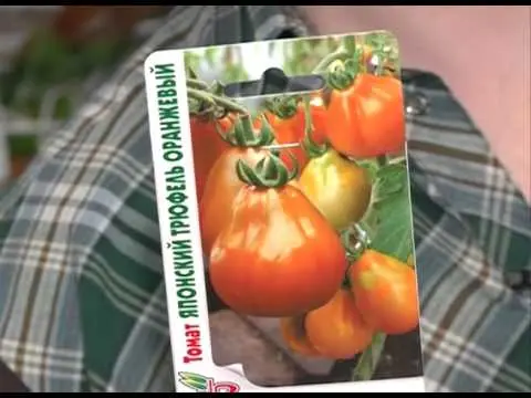 Dutch varieties of tomatoes for greenhouses