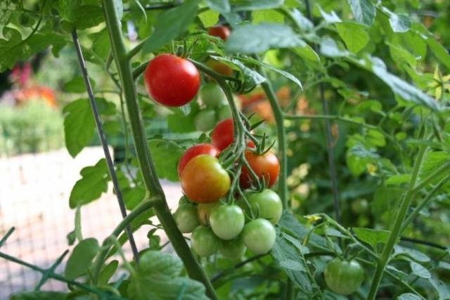 Dutch varieties of tomatoes for greenhouses