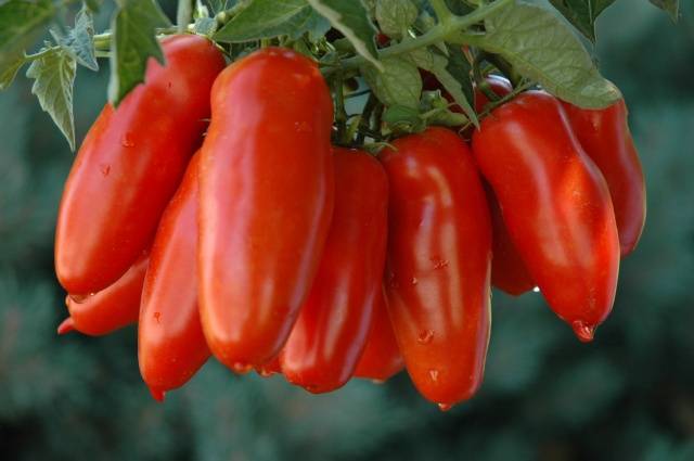 Dutch varieties of tomatoes for greenhouses