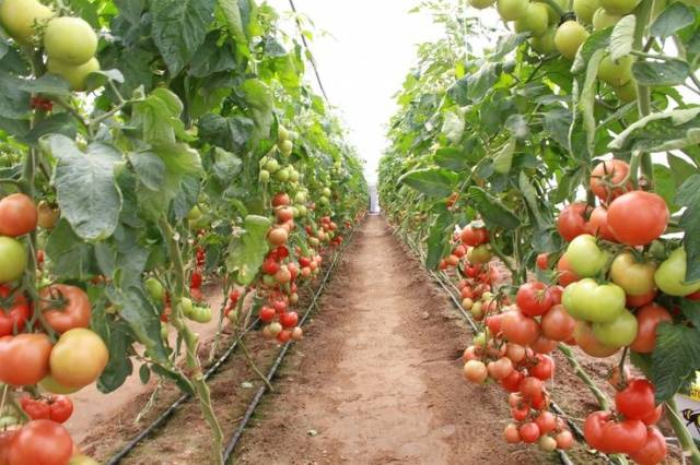 Dutch varieties of tomatoes for greenhouses