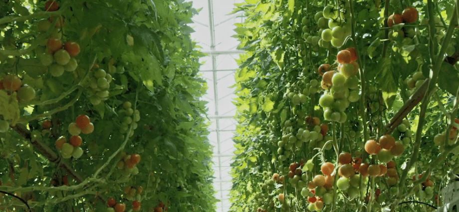 Dutch varieties of tomatoes for greenhouses