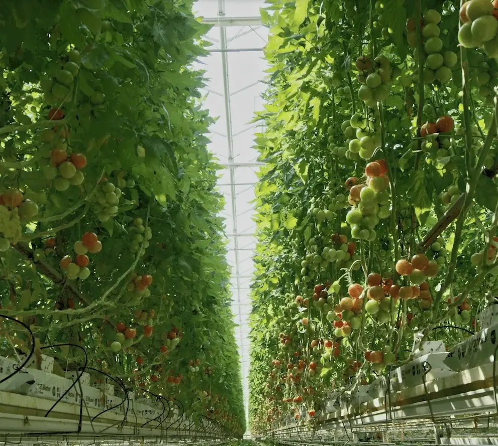 Dutch varieties of tomatoes for greenhouses