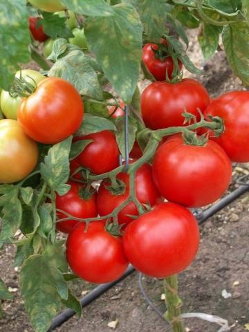 Dutch varieties of tomatoes for open ground