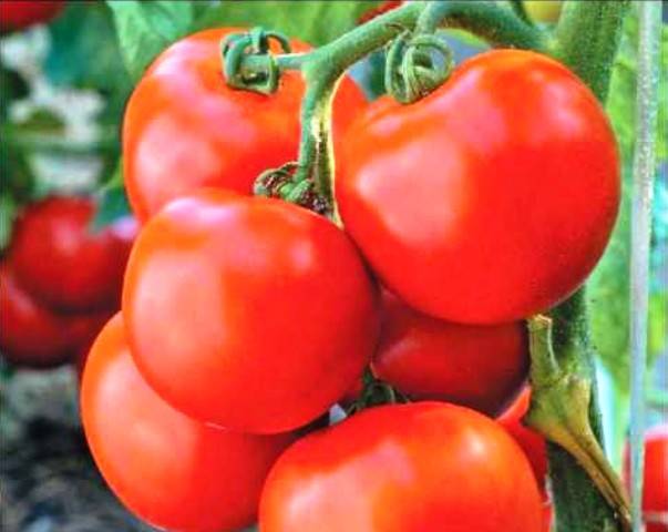 Dutch varieties of tomatoes for open ground