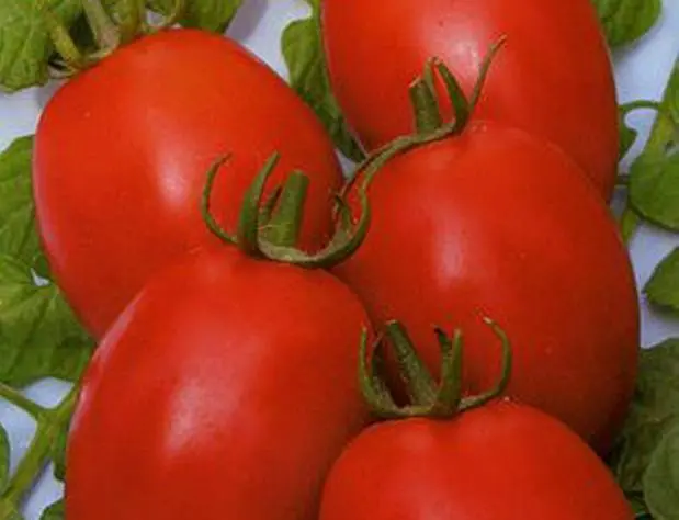 Dutch varieties of tomatoes for open ground