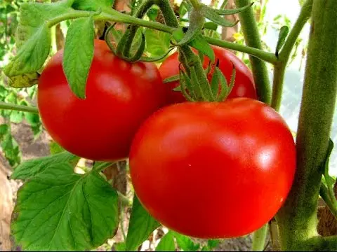 Dutch varieties of tomatoes for open ground