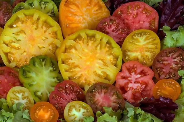 Dutch varieties of tomatoes for open ground