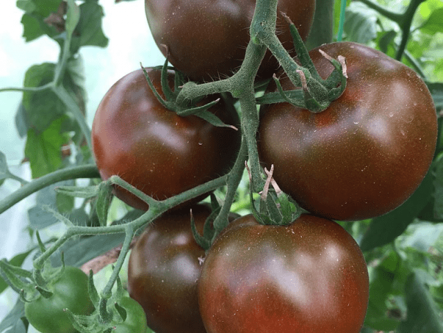 Dutch varieties of tomatoes for open ground