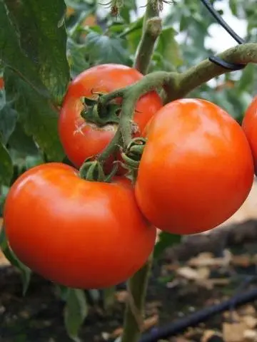 Dutch varieties of tomatoes for open ground