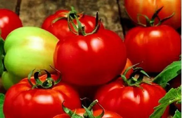 Dutch varieties of tomatoes for open ground