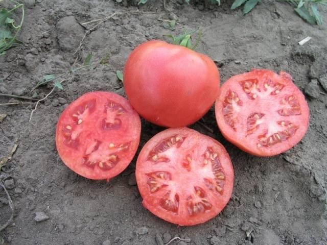 Dutch varieties of tomatoes for open ground